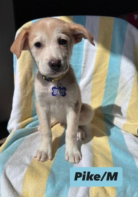Enlarge Pike, a Adopted mixed breed in Hillside, IL image 2/2