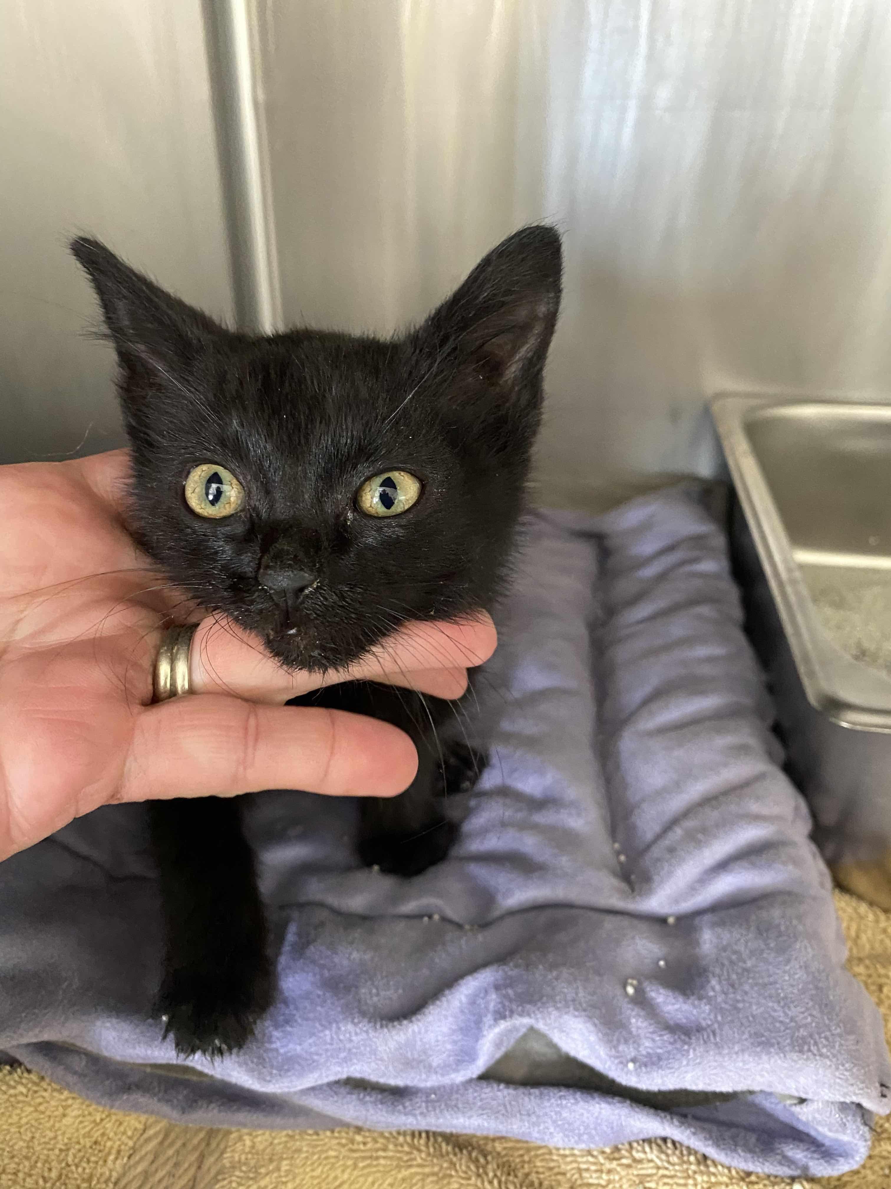 Burley, an adoptable Domestic Short Hair in Blackfoot, ID, 83221 | Photo Image 1