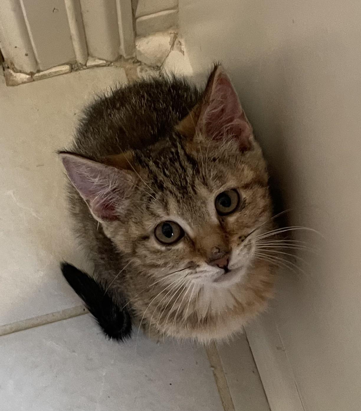 Enlarge Yoyo-Portofino PetSmart, an adopted mixed breed in Conroe, TX image 3/3