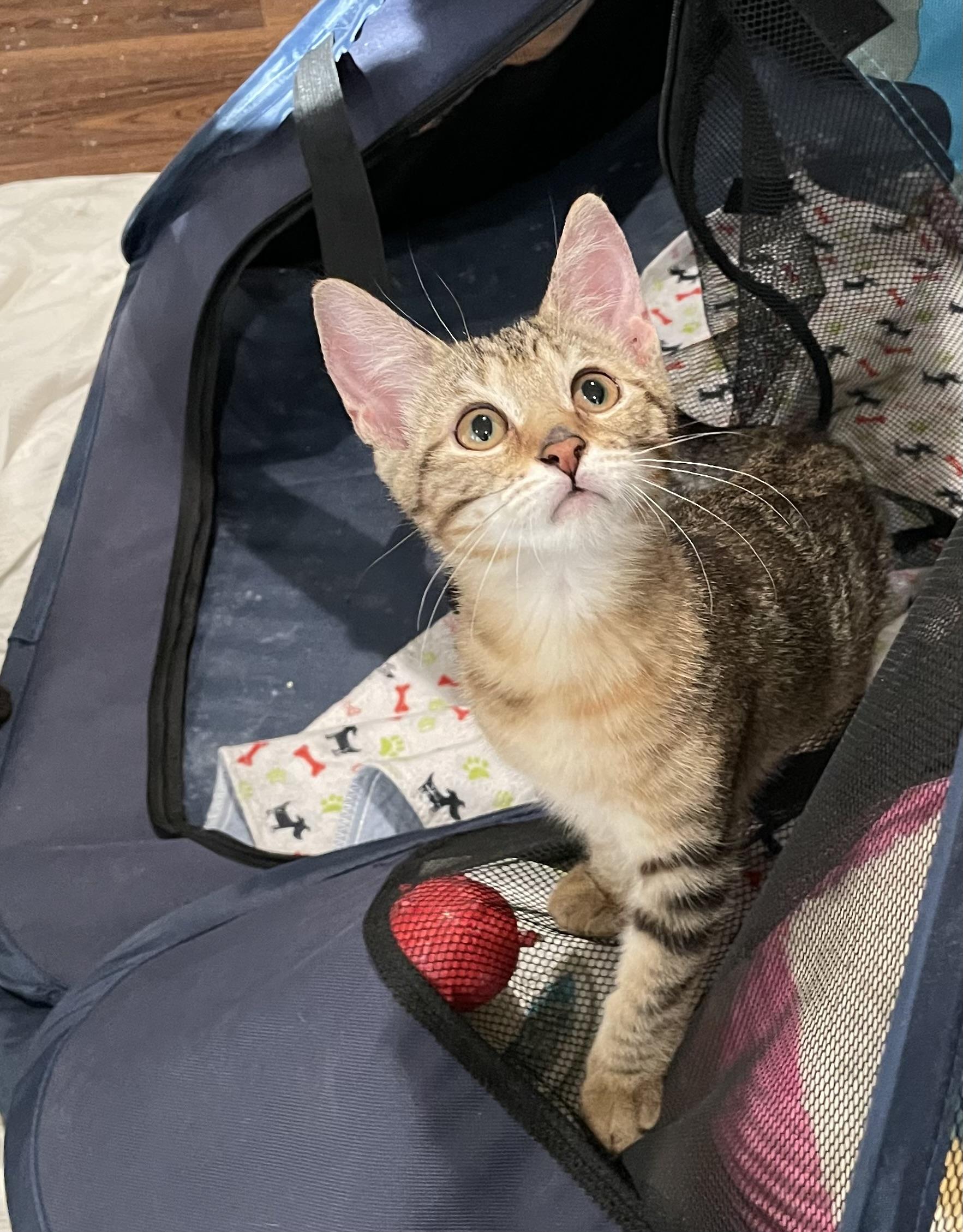 Enlarge Yoyo-Portofino PetSmart, an adopted mixed breed in Conroe, TX image 2/3