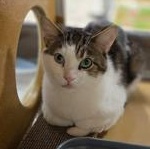 Enlarge George, a Adoptable Domestic Short Hair in Richmond Hill, ON image 1/5