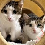 Enlarge George, a Adoptable Domestic Short Hair in Richmond Hill, ON image 2/5