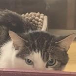 Enlarge George, a Adoptable Domestic Short Hair in Richmond Hill, ON image 5/5