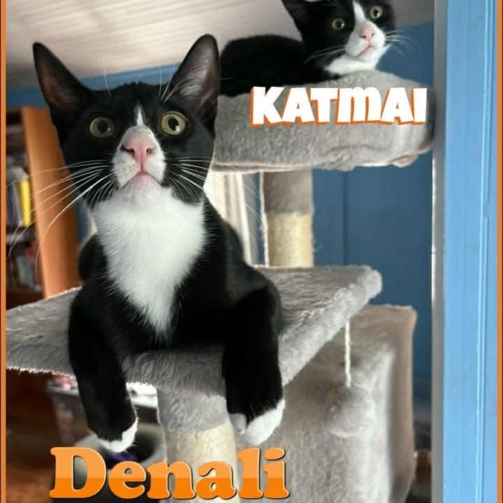 Enlarge Denali (& Katmai) - Bijou's Babies, a ADOPTABLE Domestic Short Hair in Lake Hopatcong, NJ image 1/6