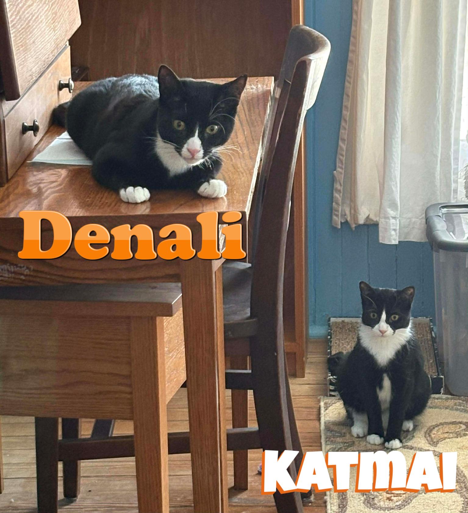 Enlarge Denali (& Katmai) - Bijou's Babies, a ADOPTABLE Domestic Short Hair in Lake Hopatcong, NJ image 2/6