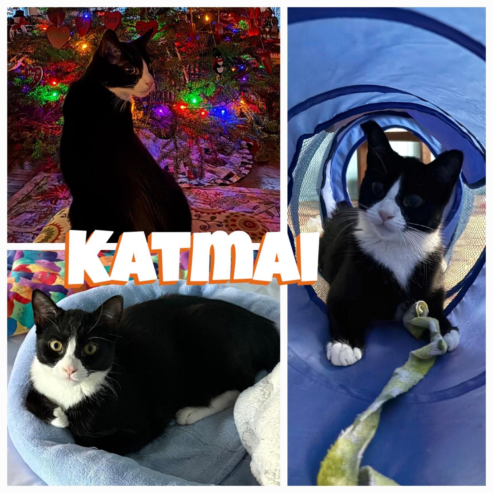 Enlarge Denali (& Katmai) - Bijou's Babies, a ADOPTABLE Domestic Short Hair in Lake Hopatcong, NJ image 3/6