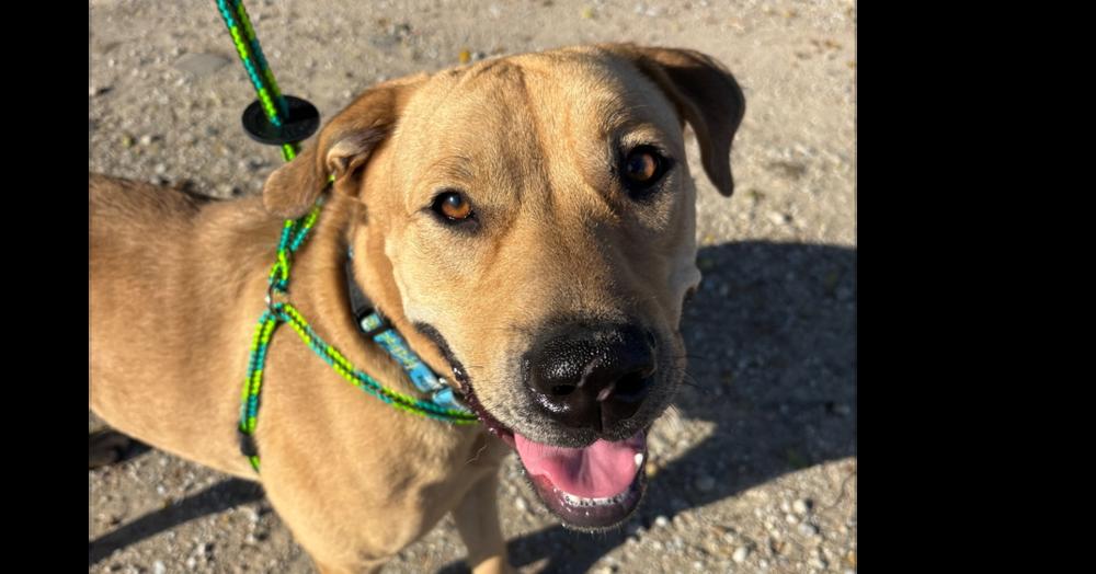 Hank (Fostered in Omaha), Adoptable, Young Male Labrador Retriever.