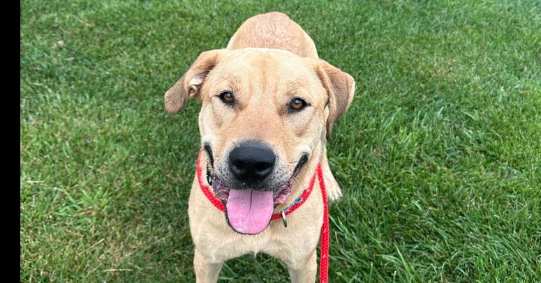 Enlarge Hank (Fostered in Omaha), a Adoptable mixed breed in Papillion, NE image 2/4