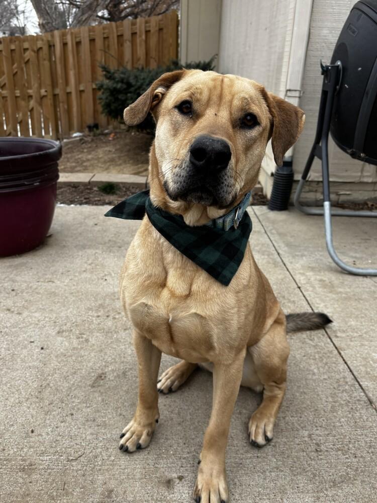 Hank (Fostered in Omaha), Adoptable, Young Male Labrador Retriever.
