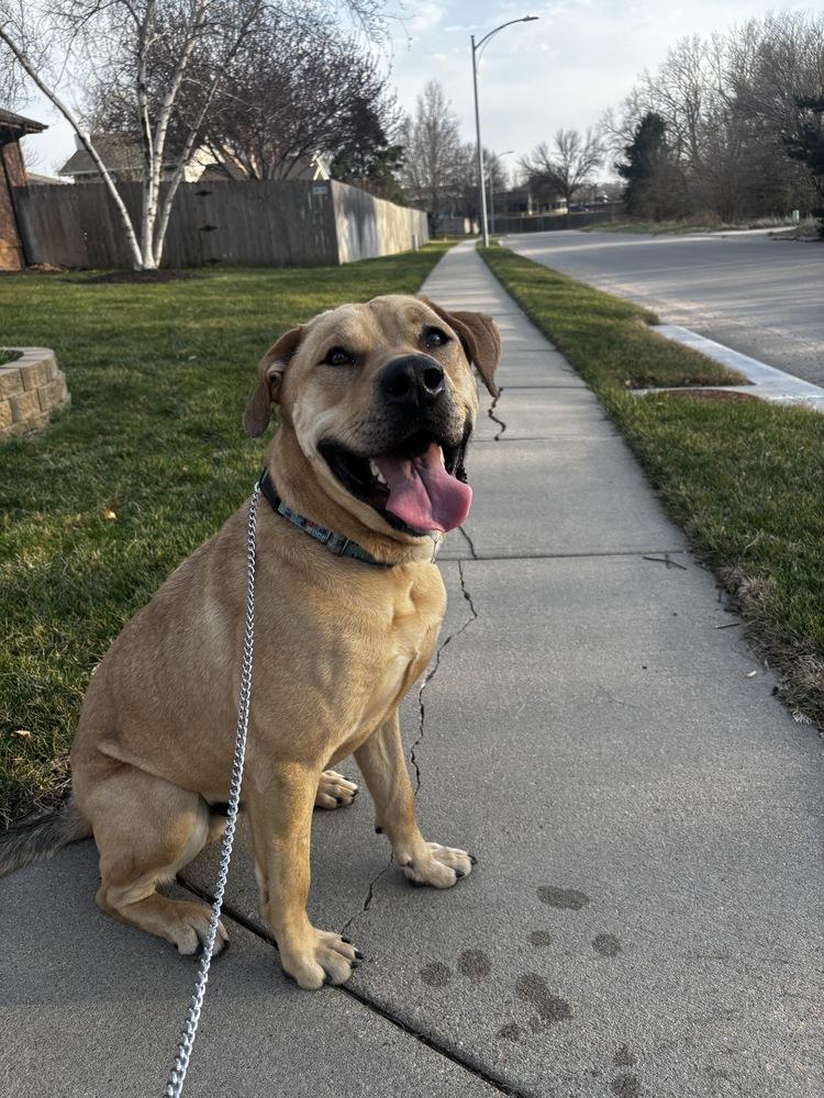Enlarge Hank (Fostered in Omaha), a Adoptable mixed breed in Papillion, NE image 3/5