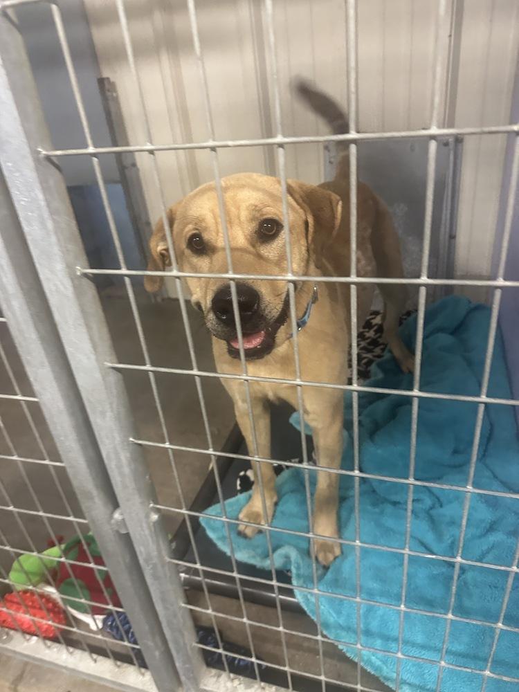 Enlarge Hank (Fostered in Omaha), a Adoptable mixed breed in Papillion, NE image 3/4