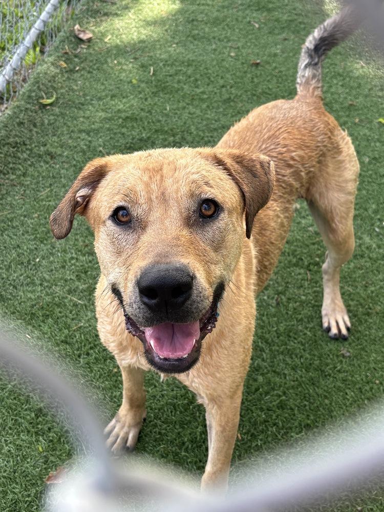 Enlarge Hank (Fostered in Omaha), a Adoptable mixed breed in Papillion, NE image 4/4