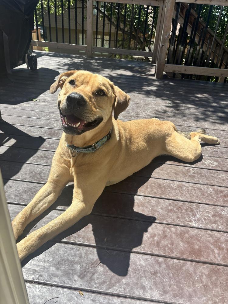 Hank (Fostered in Omaha), a Adoptable mixed breed in Papillion, NE image 4/5