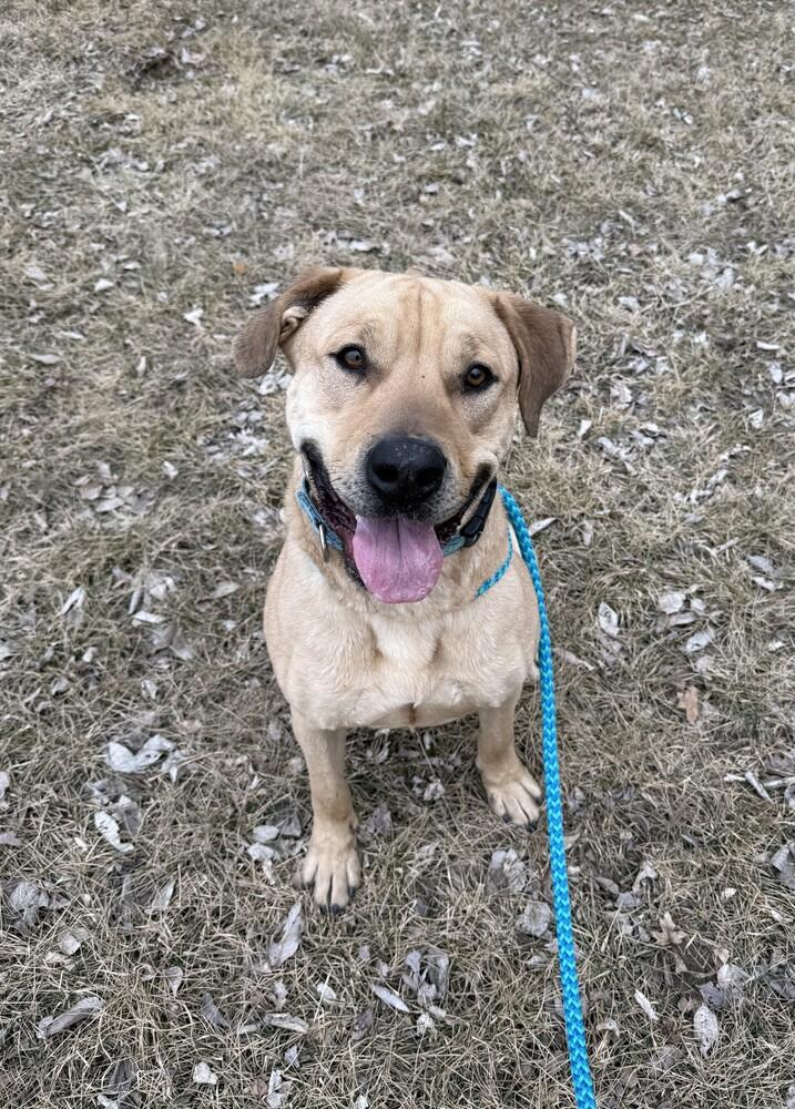 Enlarge Hank (Fostered in Omaha), a Adoptable mixed breed in Papillion, NE image 5/5