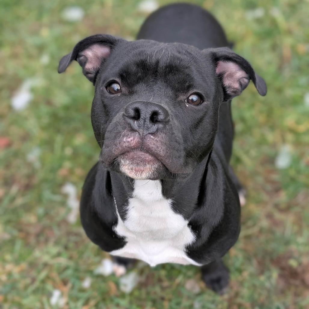 Gomer, a Adoptable Pit Bull Terrier in Fairmont, WV image 1/2