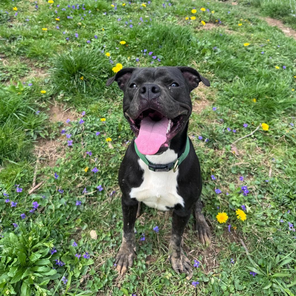 Enlarge Gomer, a Adoptable Pit Bull Terrier in Fairmont, WV image 2/6