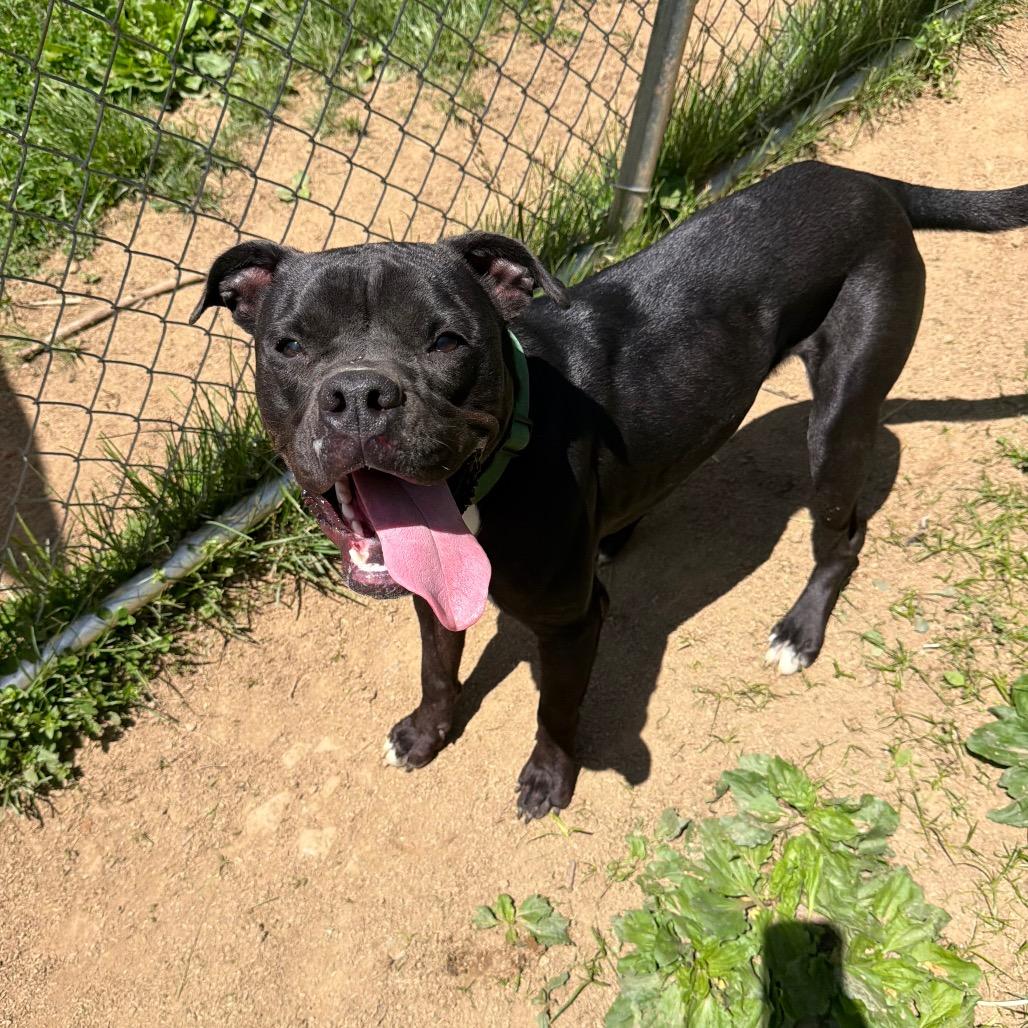 Enlarge Gomer, a Adoptable Pit Bull Terrier in Fairmont, WV image 3/6