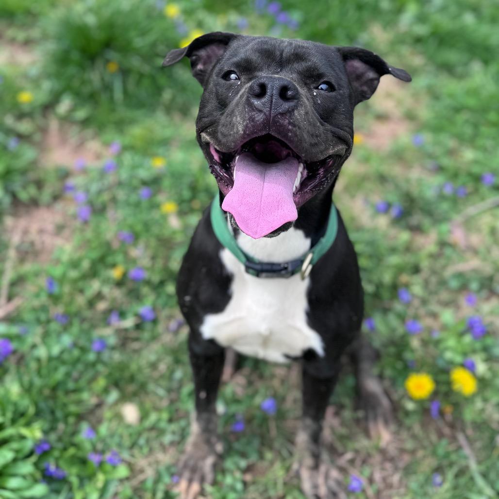 Enlarge Gomer, a Adoptable Pit Bull Terrier in Fairmont, WV image 5/6
