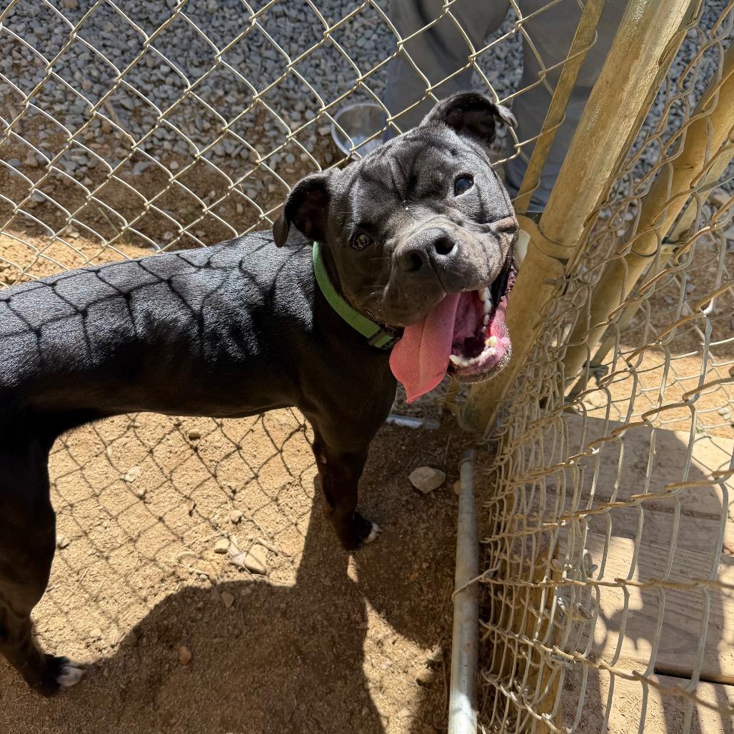 Enlarge Gomer, a Adoptable Pit Bull Terrier in Fairmont, WV image 6/6