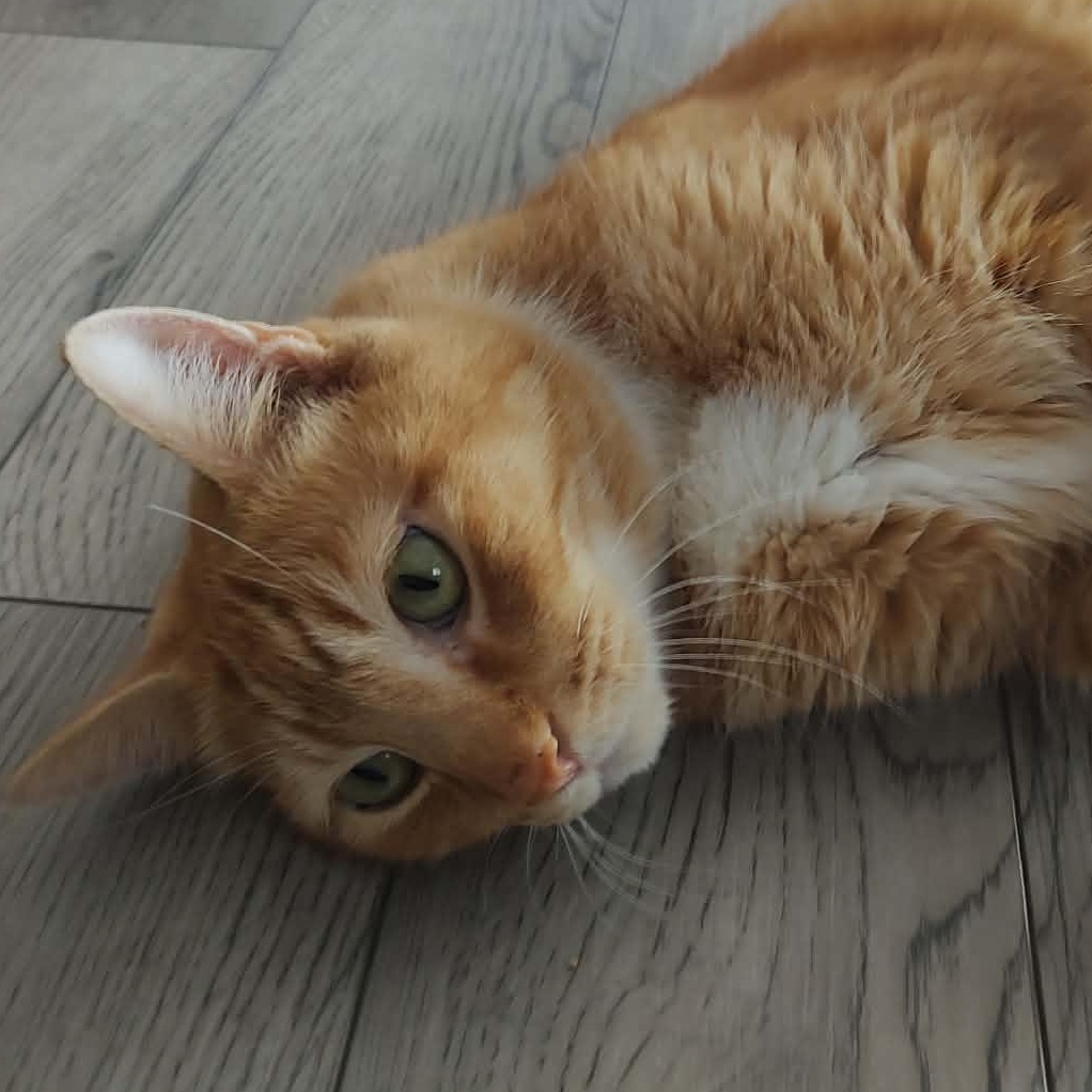 Enlarge Willie, an adopted Domestic Short Hair in Chandler, AZ image 2/3