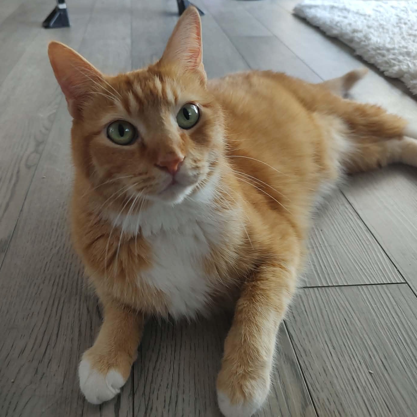 Willie, adopted, Senior Male Domestic Short Hair.