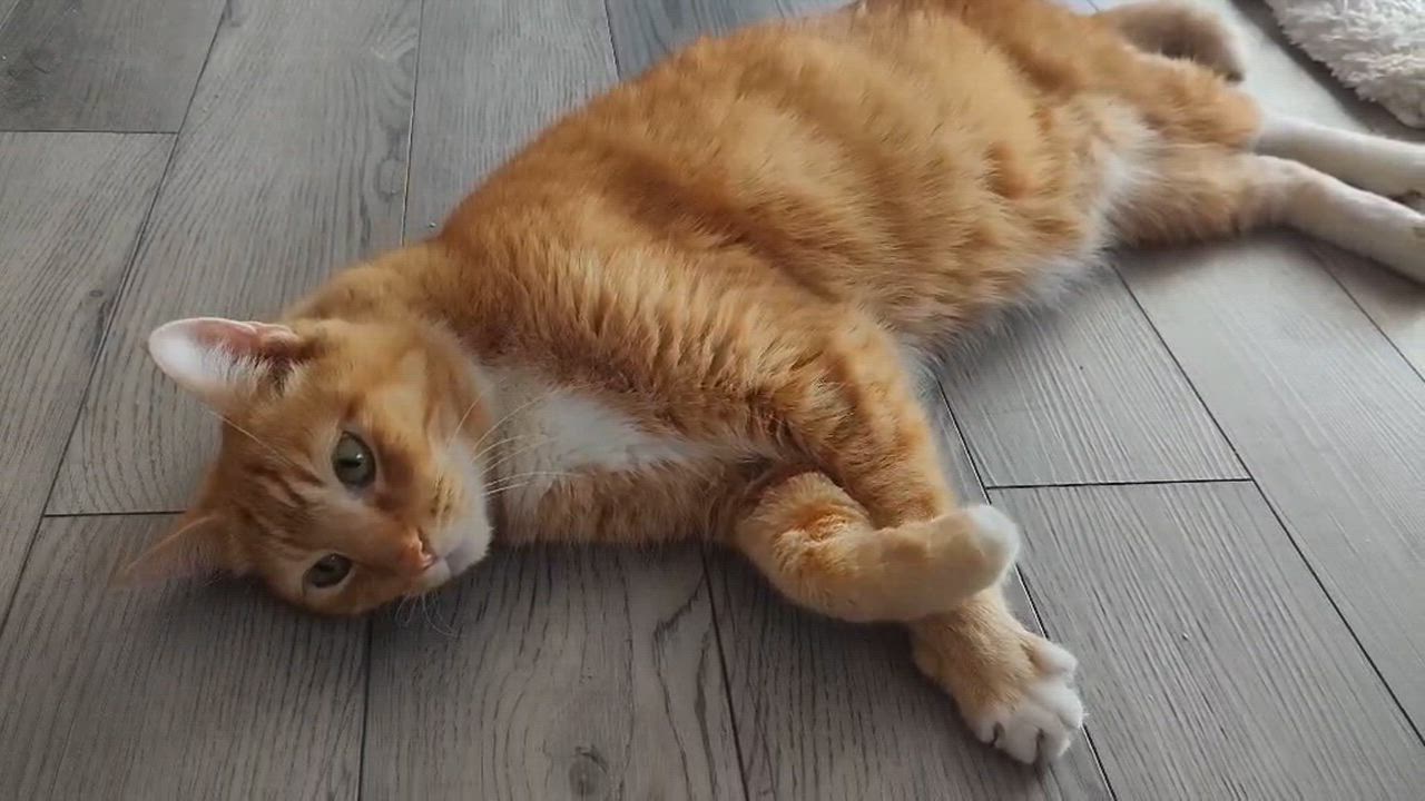 Enlarge Willie, an adopted Domestic Short Hair in Chandler, AZ video 3/3