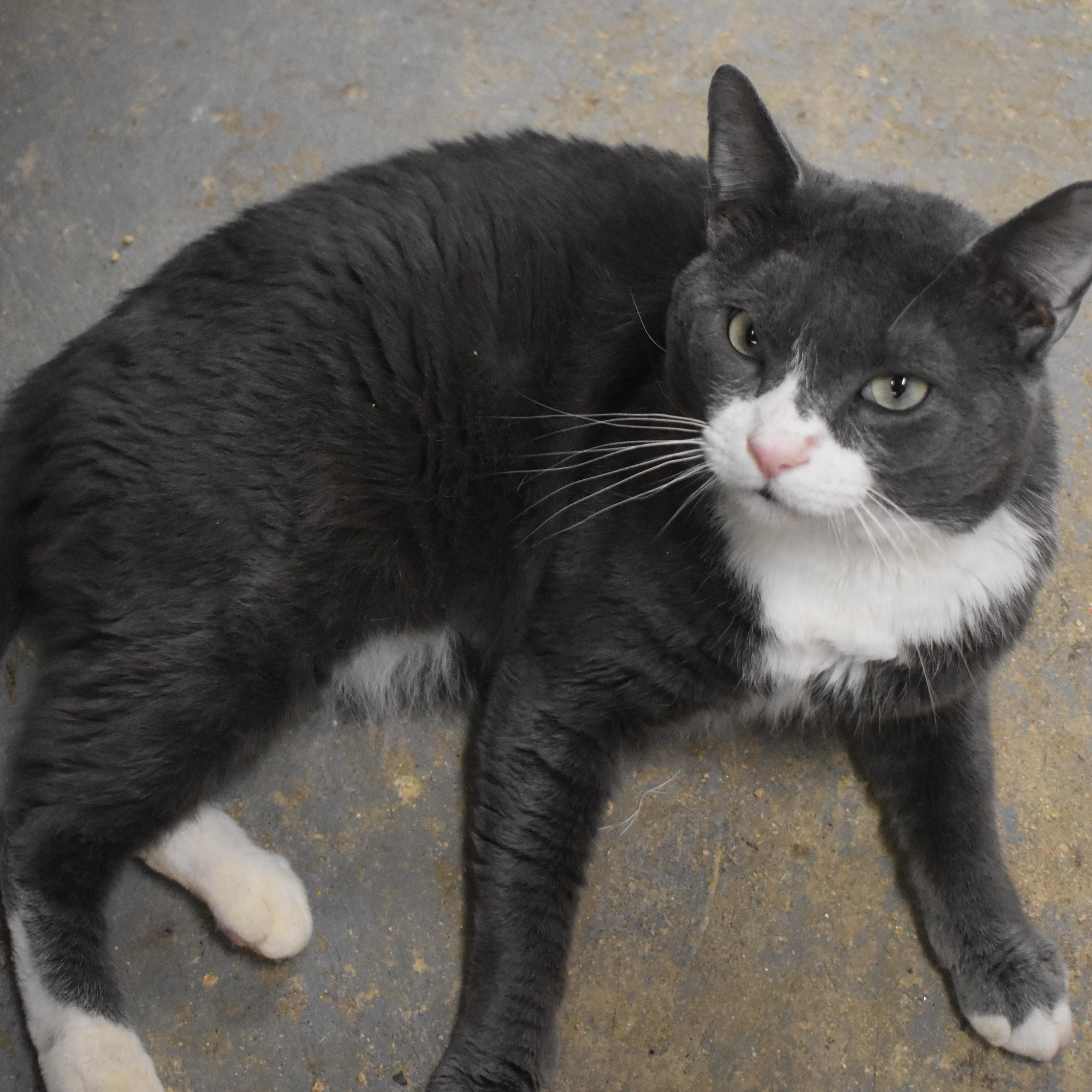 Enlarge Popeye - Big Baby!, a Adoptable mixed breed in New York, NY image 2/6