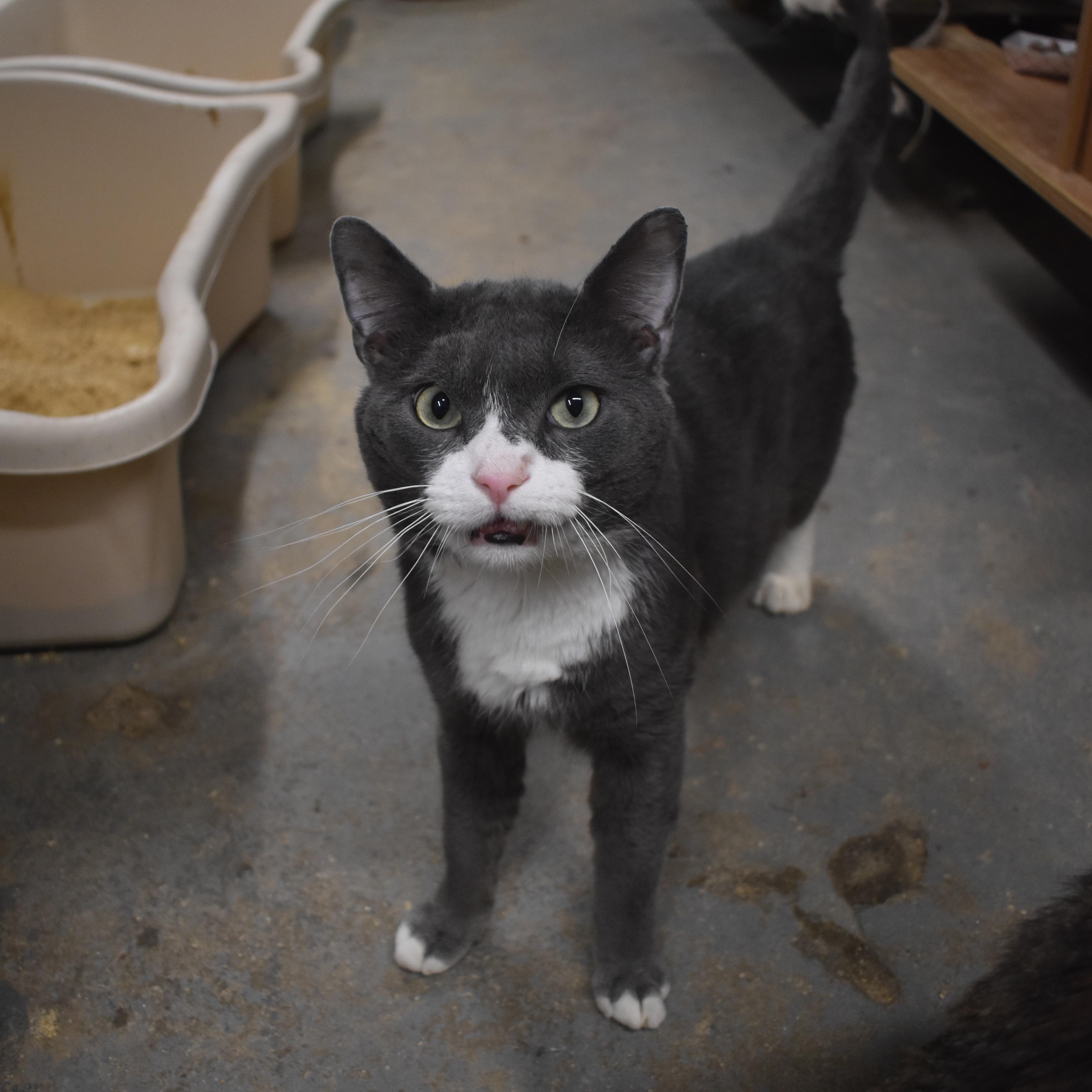 Enlarge Popeye - Big Baby!, a Adoptable mixed breed in New York, NY image 3/6