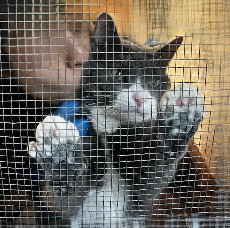 Enlarge Popeye - Big Baby!, a Adoptable mixed breed in New York, NY image 4/6