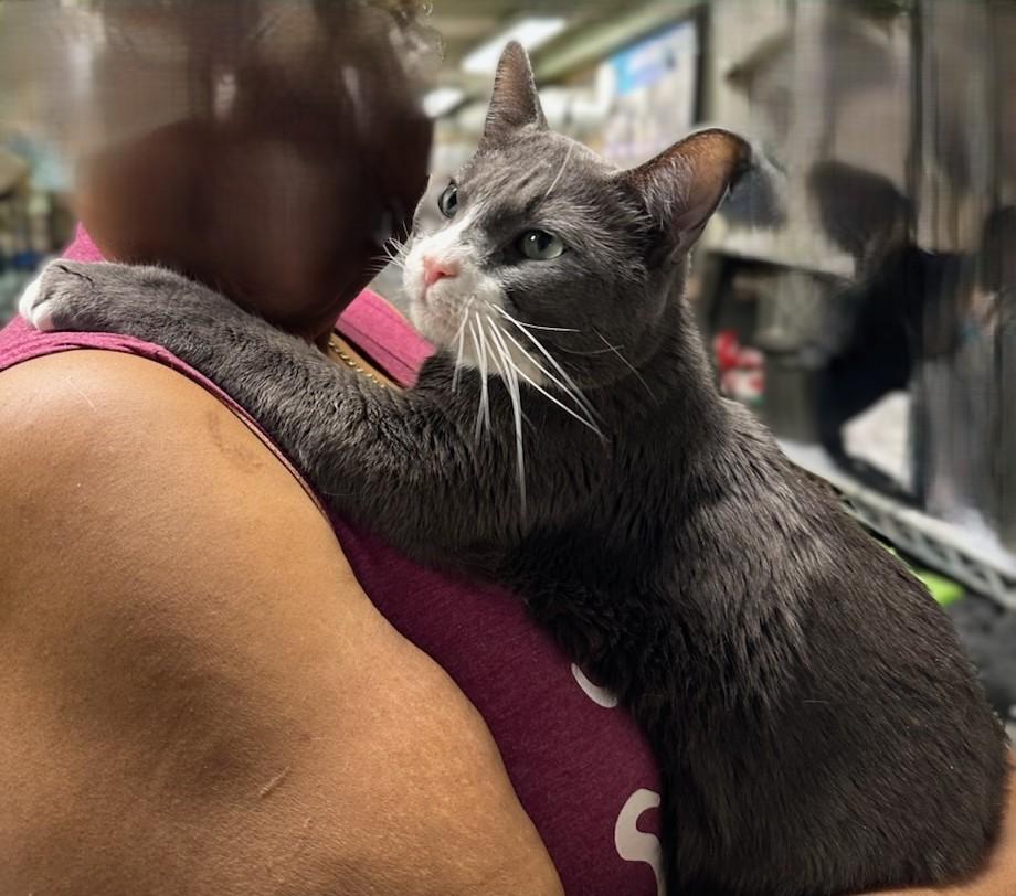 Enlarge Popeye - Big Baby!, a Adoptable mixed breed in New York, NY image 5/6