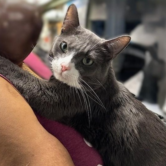 Popeye - Big Baby!, Adoptable, Adult Male Domestic Short Hair & Russian Blue.