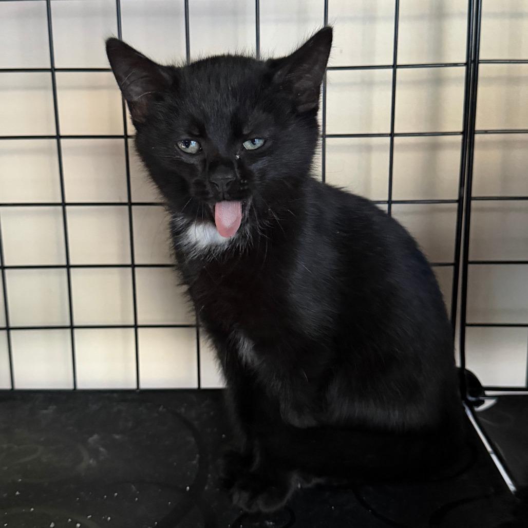 Sideswipe, Adoptable, Kitten Male Domestic Short Hair.