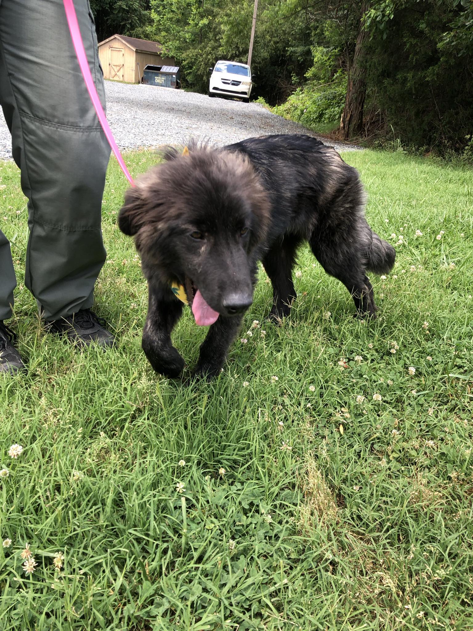 Enlarge Martin, a Adopted Newfoundland Dog in Germanton, NC image 2/6