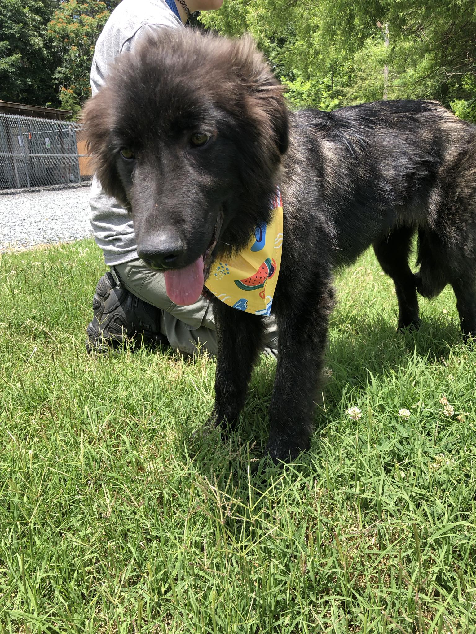 Enlarge Martin, a Adopted Newfoundland Dog in Germanton, NC image 3/6