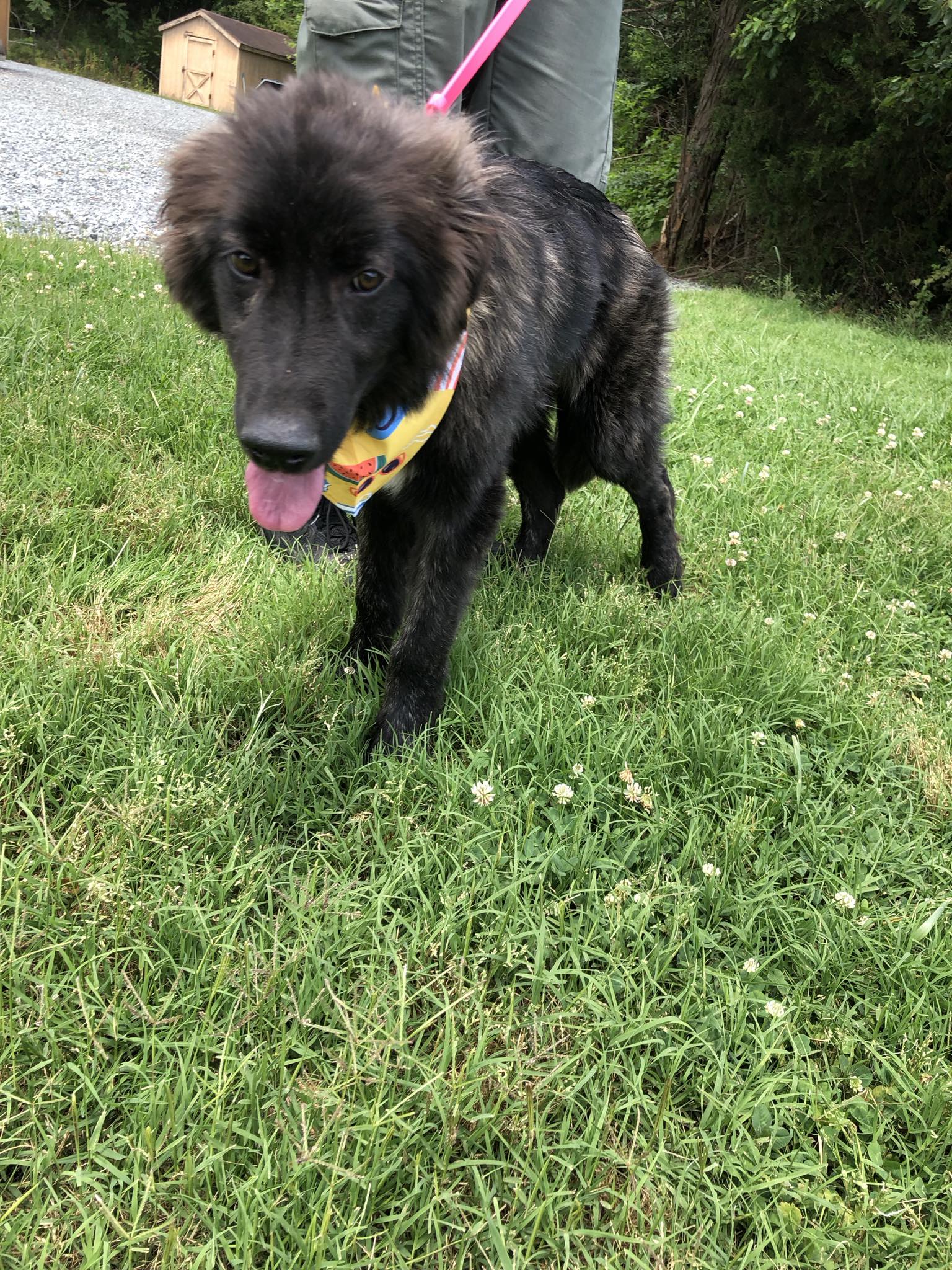 Martin, Adopted, Young Male Newfoundland Dog.