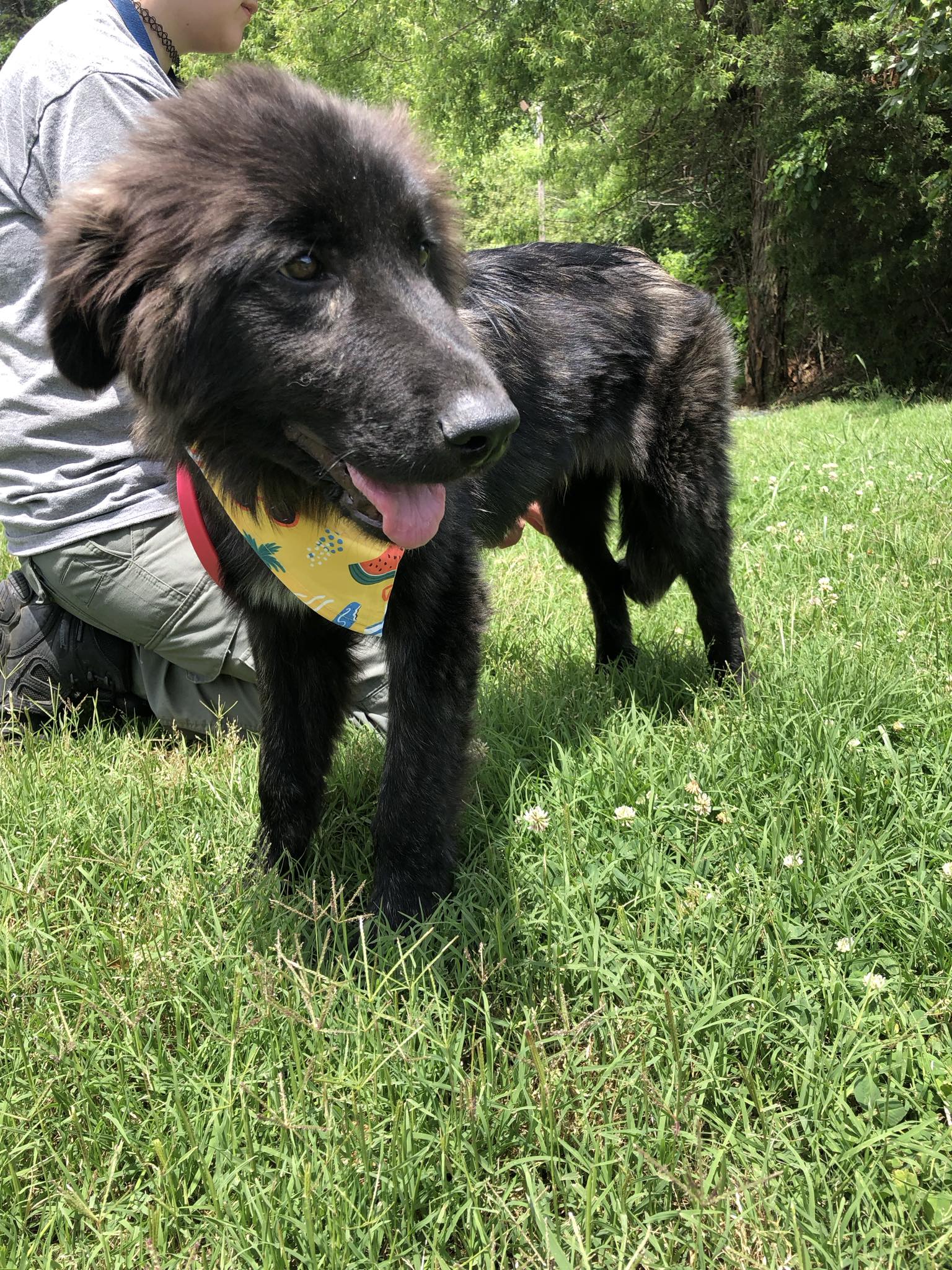 Enlarge Martin, a Adopted Newfoundland Dog in Germanton, NC image 6/6