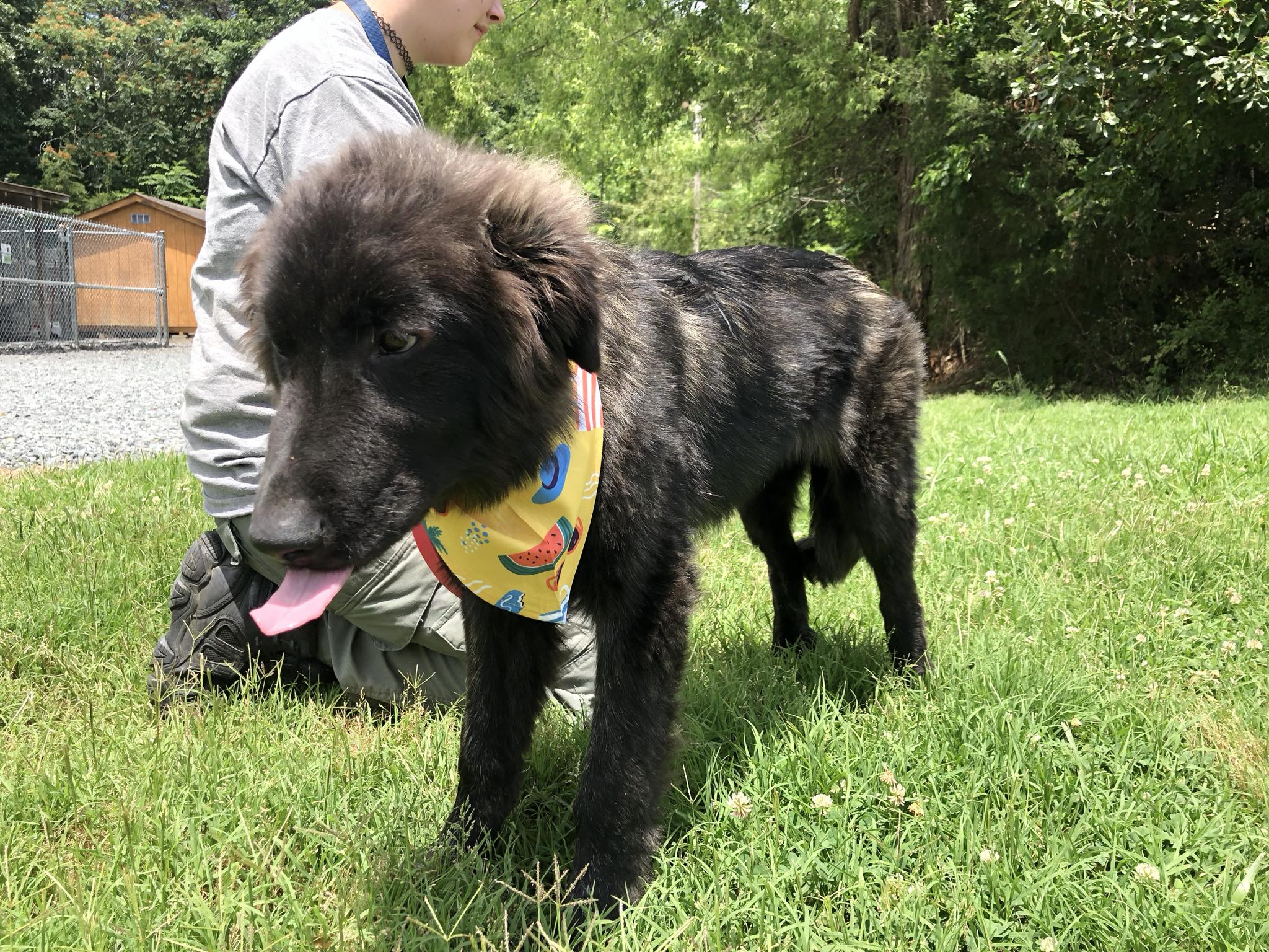 Enlarge Martin, a Adopted Newfoundland Dog in Germanton, NC image 5/6