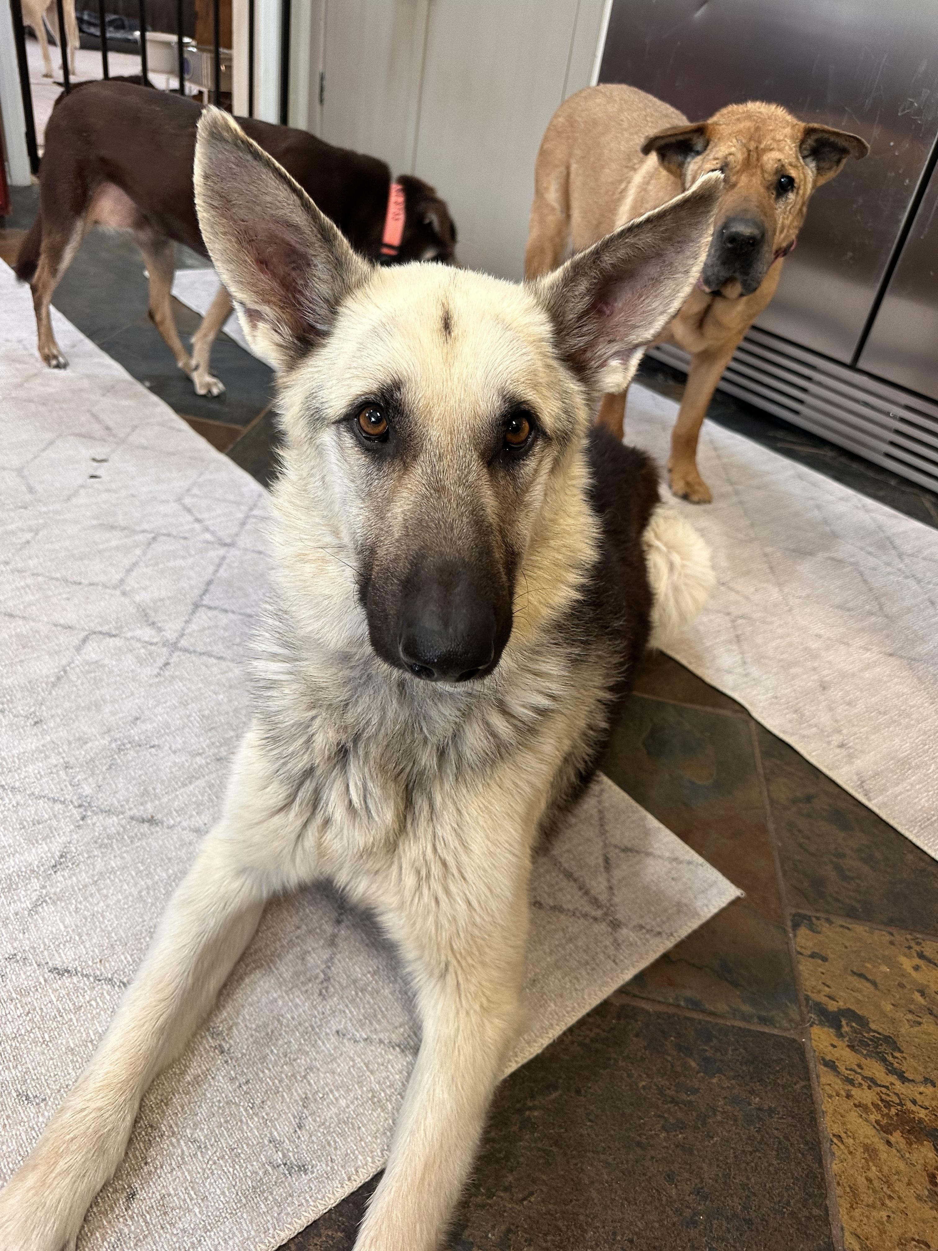 Enlarge Arlo – From Abandoned Puppy to Total Lovebug, a ADOPTABLE German Shepherd Dog in Prescott, AZ image 2/5