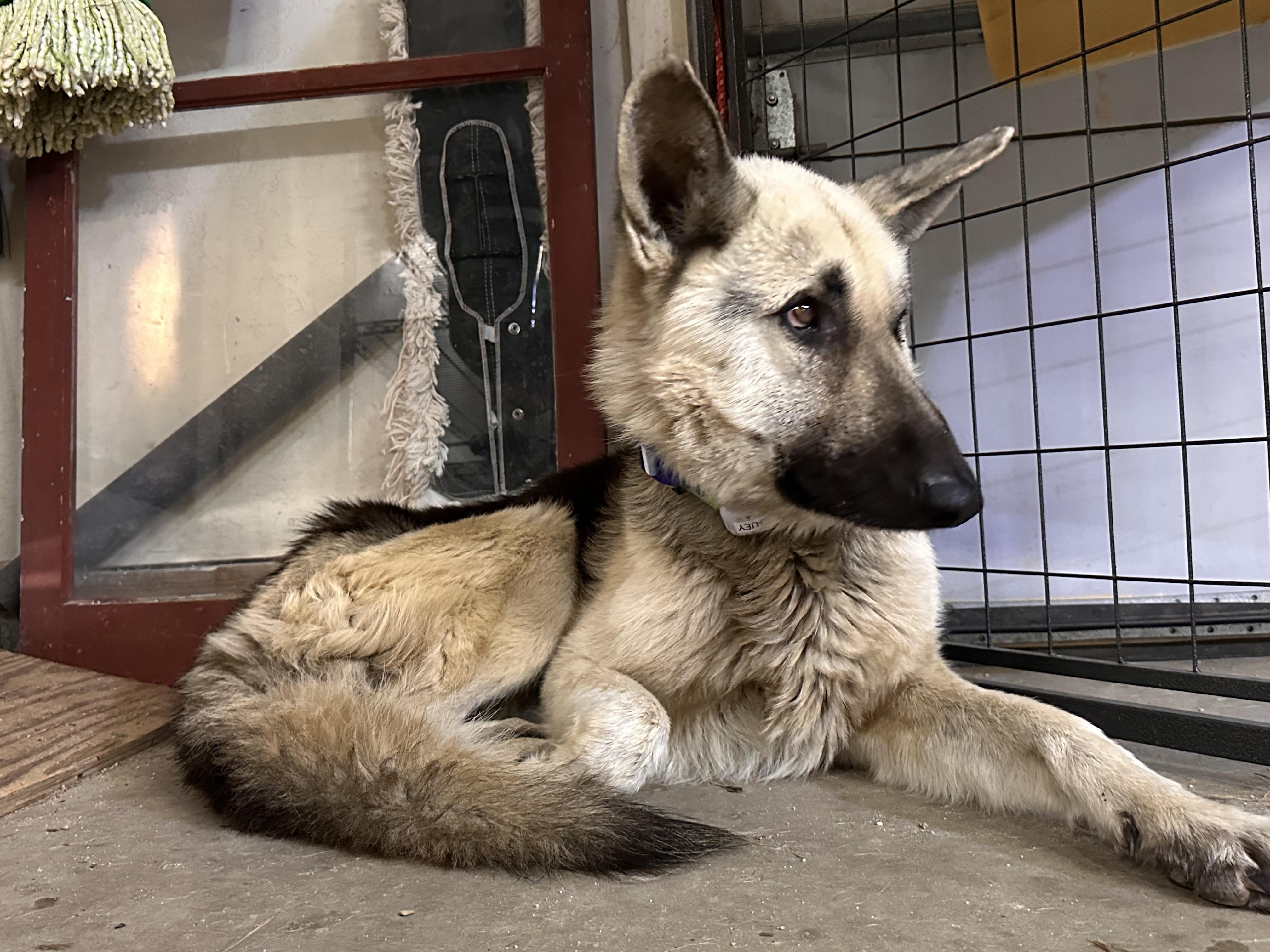Enlarge Arlo – From Abandoned Puppy to Total Lovebug, a ADOPTABLE German Shepherd Dog in Prescott, AZ image 3/5