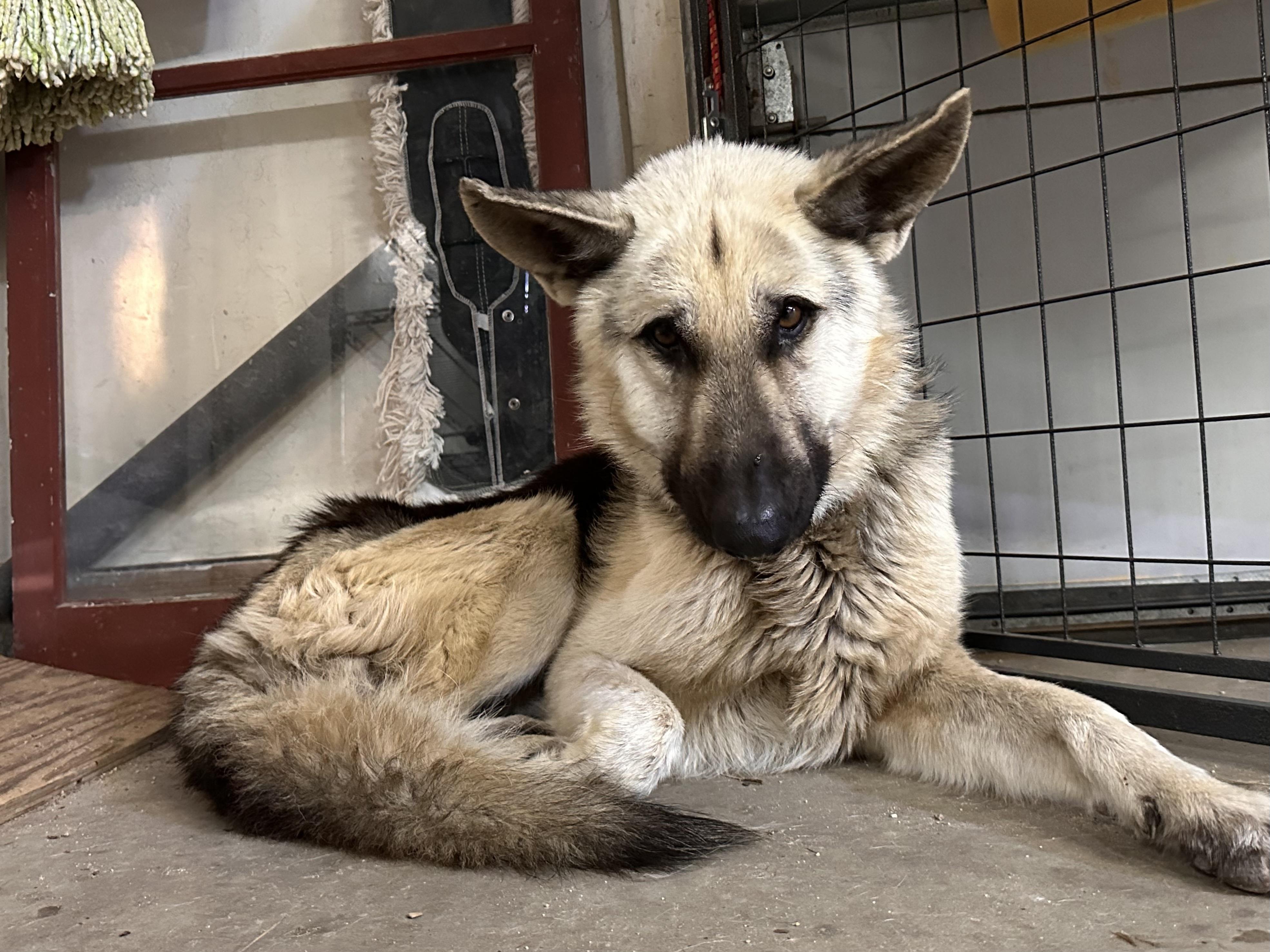 Enlarge Arlo – From Abandoned Puppy to Total Lovebug, a ADOPTABLE German Shepherd Dog in Prescott, AZ image 5/5