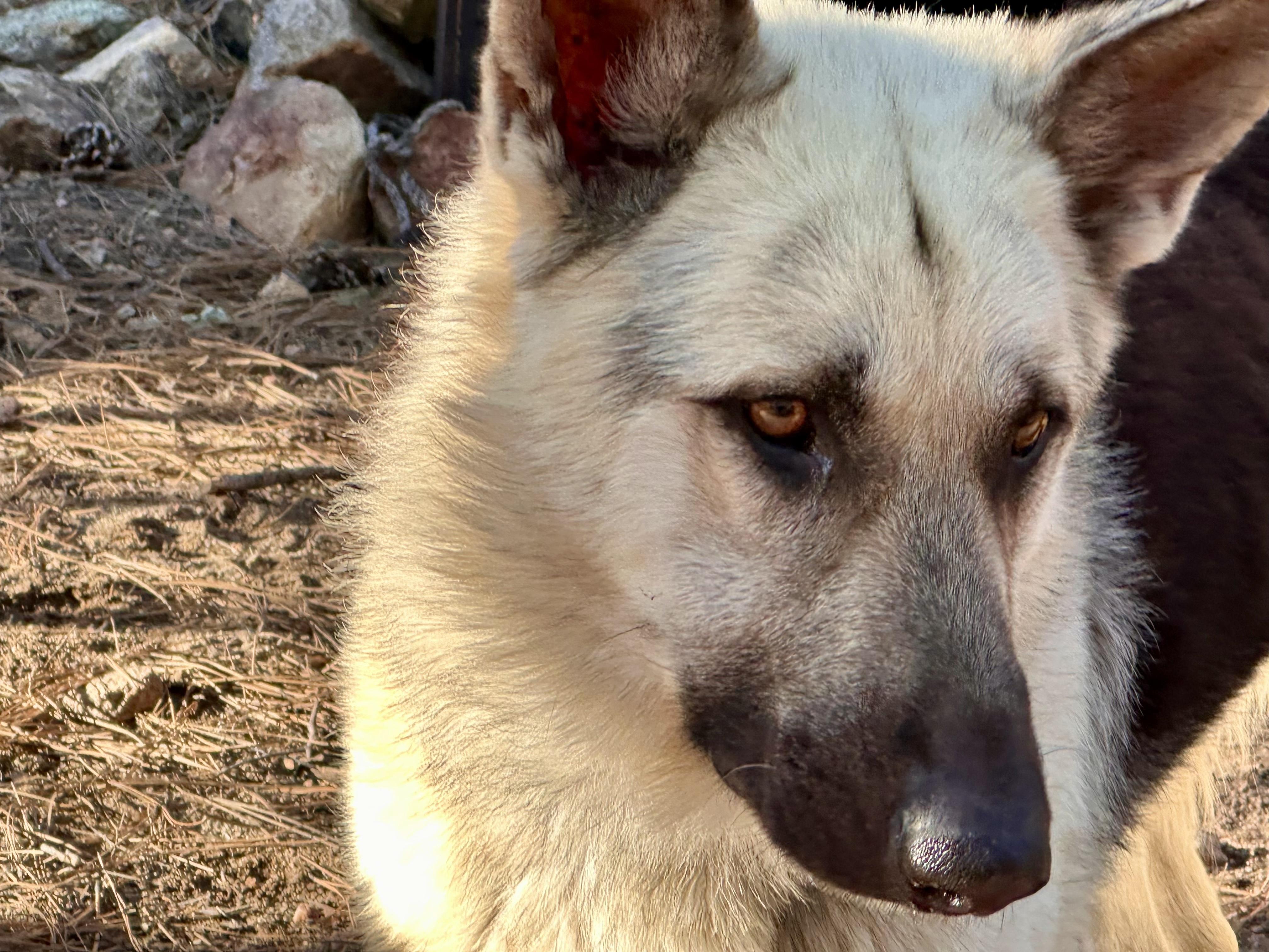 Arlo – From Abandoned Puppy to Total Lovebug, ADOPTABLE, Young Male German Shepherd Dog.
