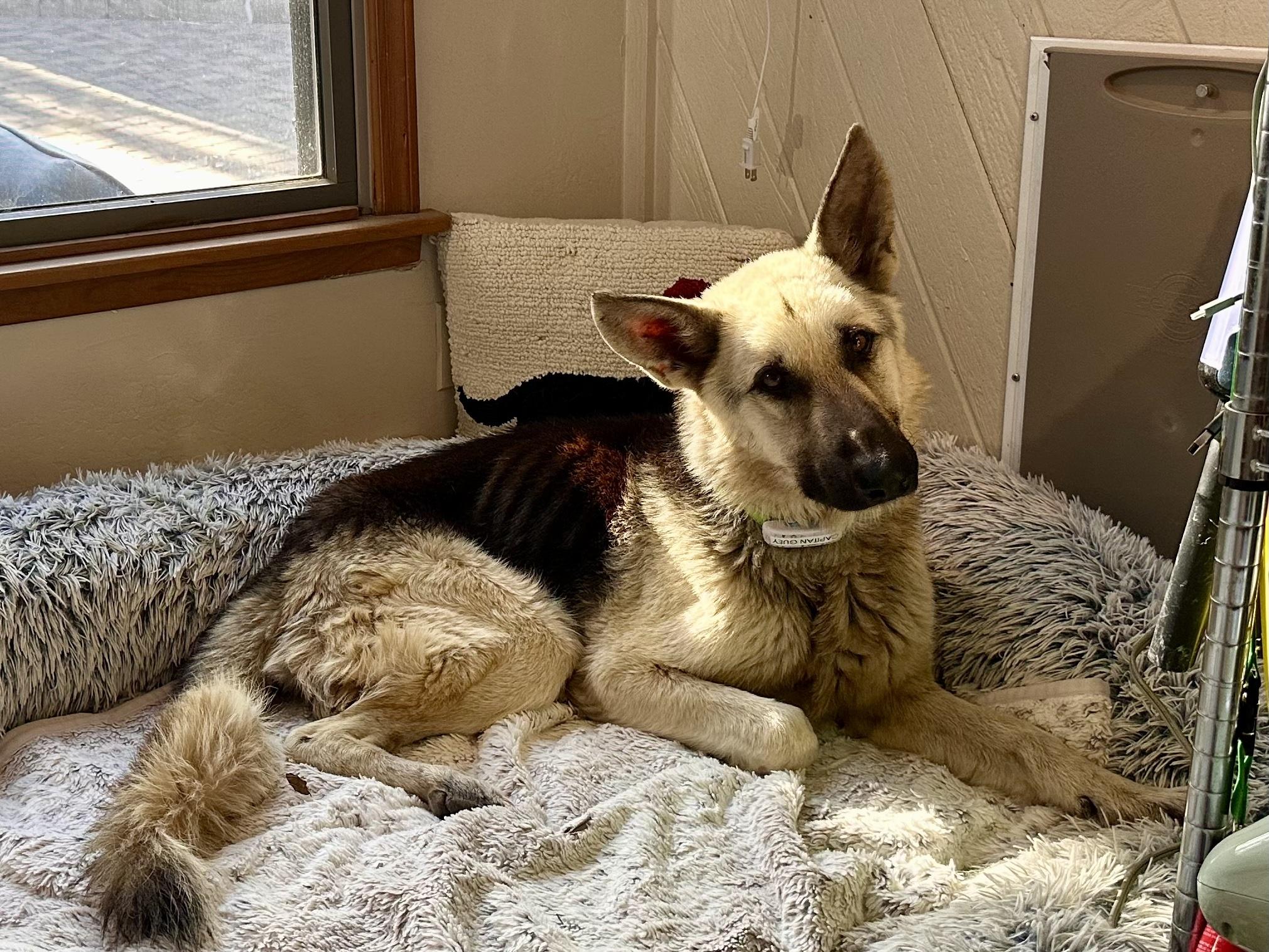 Enlarge Arlo – From Abandoned Puppy to Total Lovebug, a ADOPTABLE German Shepherd Dog in Prescott, AZ image 4/5