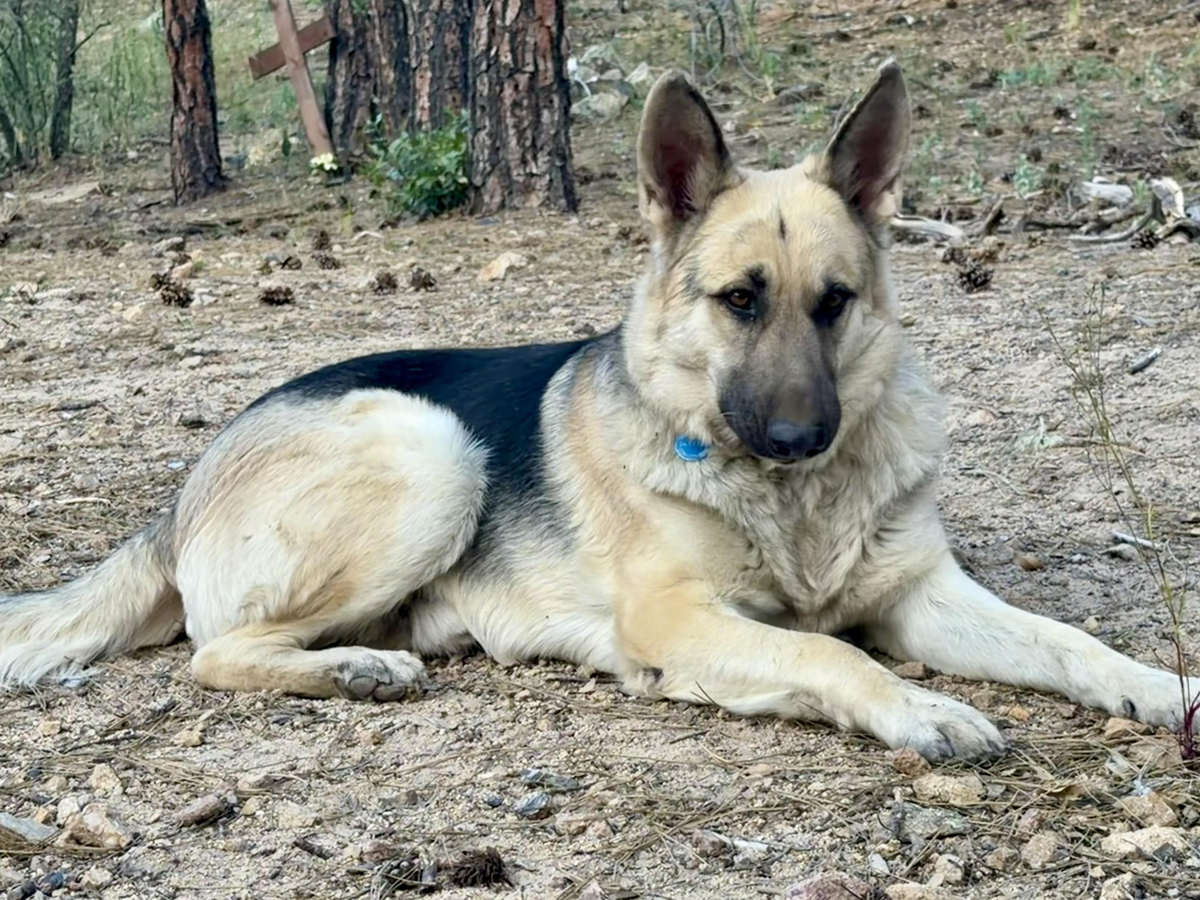 Arlo – From Abandoned Puppy to Total Lovebug, an adoption pending German Shepherd Dog in Prescott, AZ image 3/4