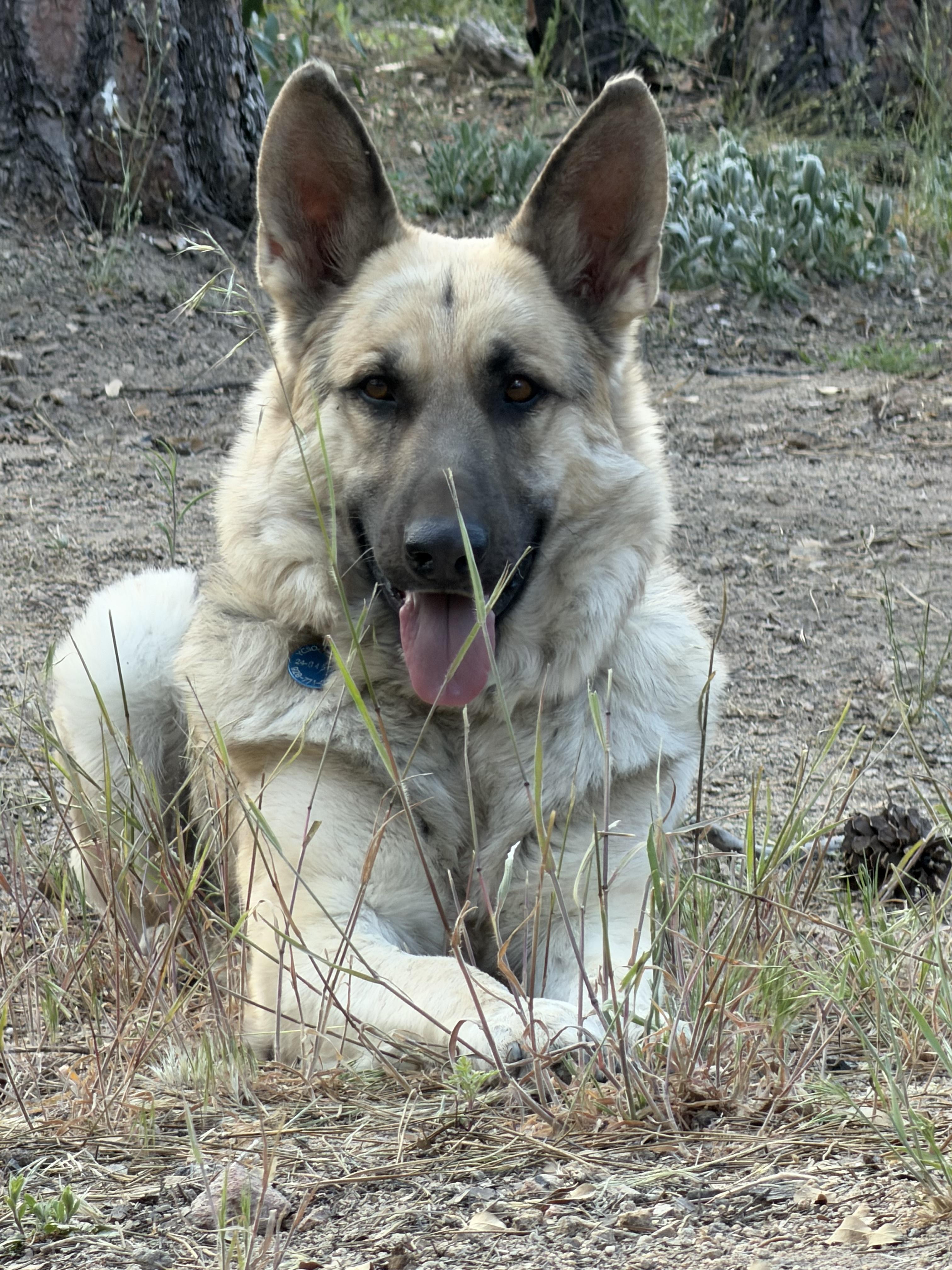 Arlo – From Abandoned Puppy to Total Lovebug, an adoption pending German Shepherd Dog in Prescott, AZ image 1/4