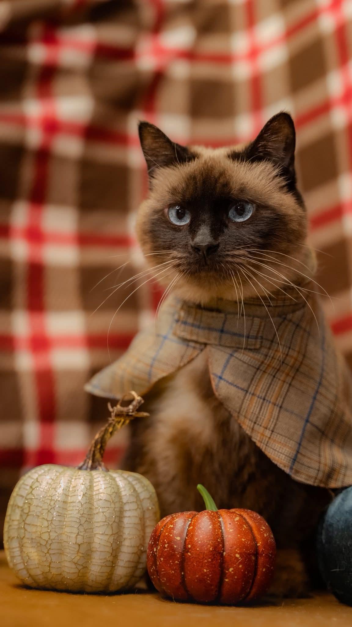 Mr.Monocle, Adoptable, Adult Male Himalayan & Siamese.