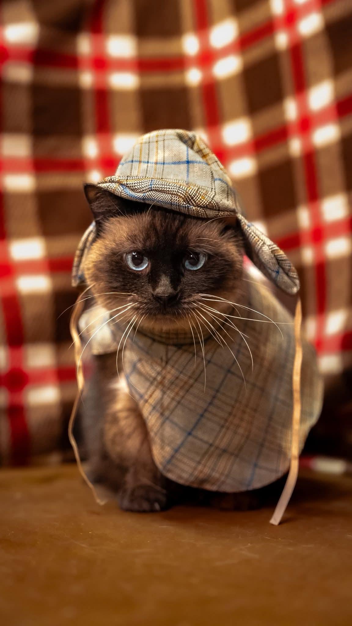 Mr.Monocle, a Adoptable mixed breed in Alexandria, IN image 2/2