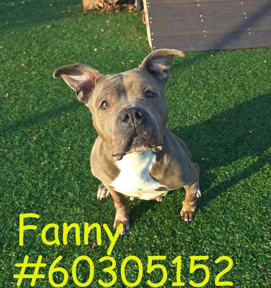 Fanny , ADOPTABLE, Adult Female Pit Bull Terrier.