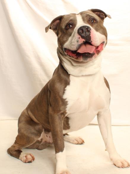 Enlarge MILO, a Adoptable mixed breed in Burbank, CA image 1/1