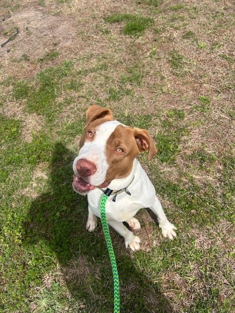 LEONARD, Adoptable, Young Male Labrador Retriever.