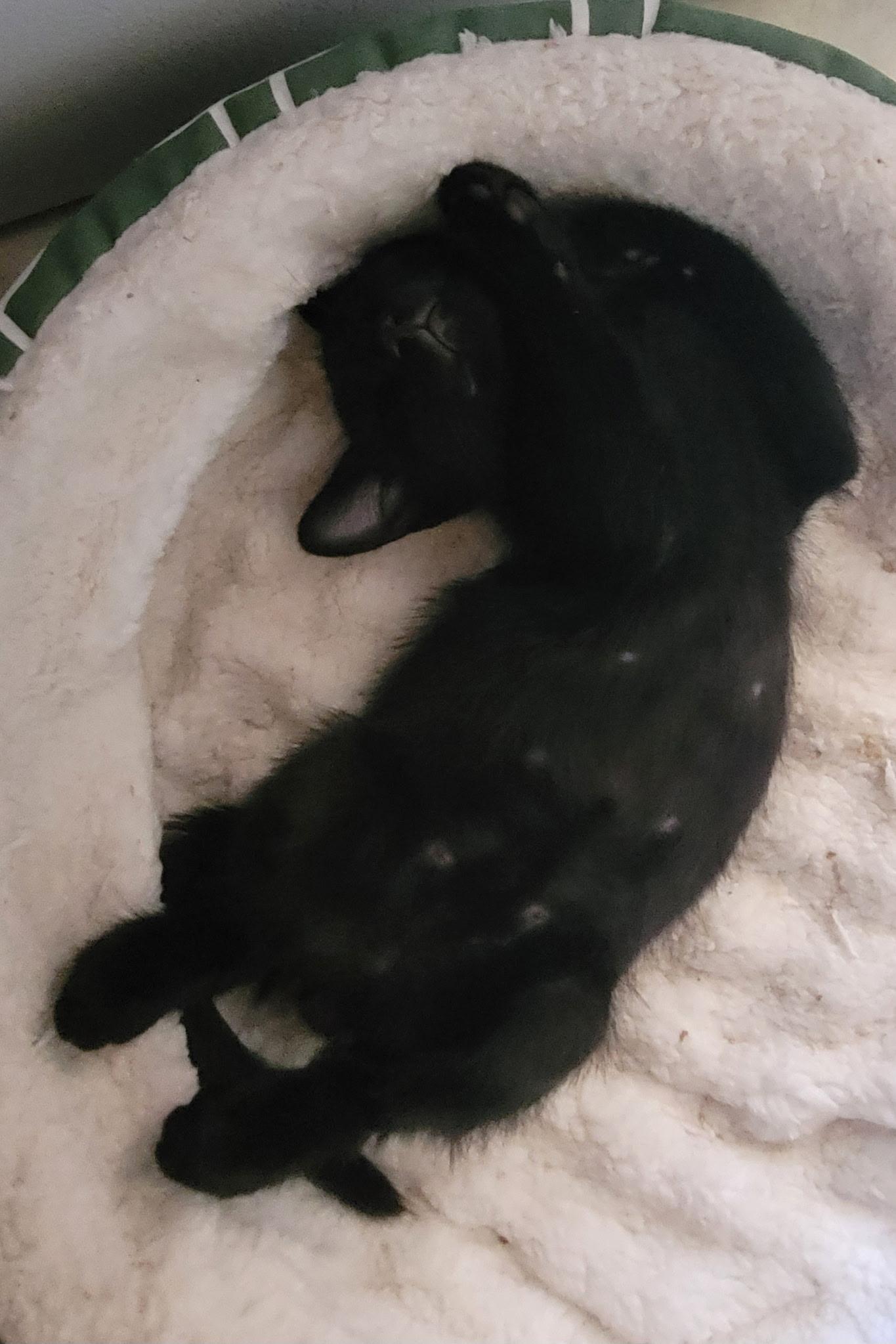 Russell, a Adoptable Domestic Short Hair in Fountain Valley, CA image 2/6